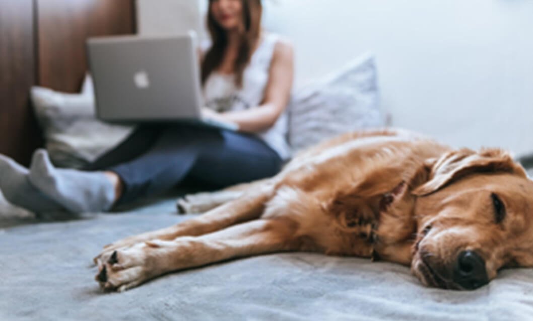 Perfect Dog Breed for Your Family