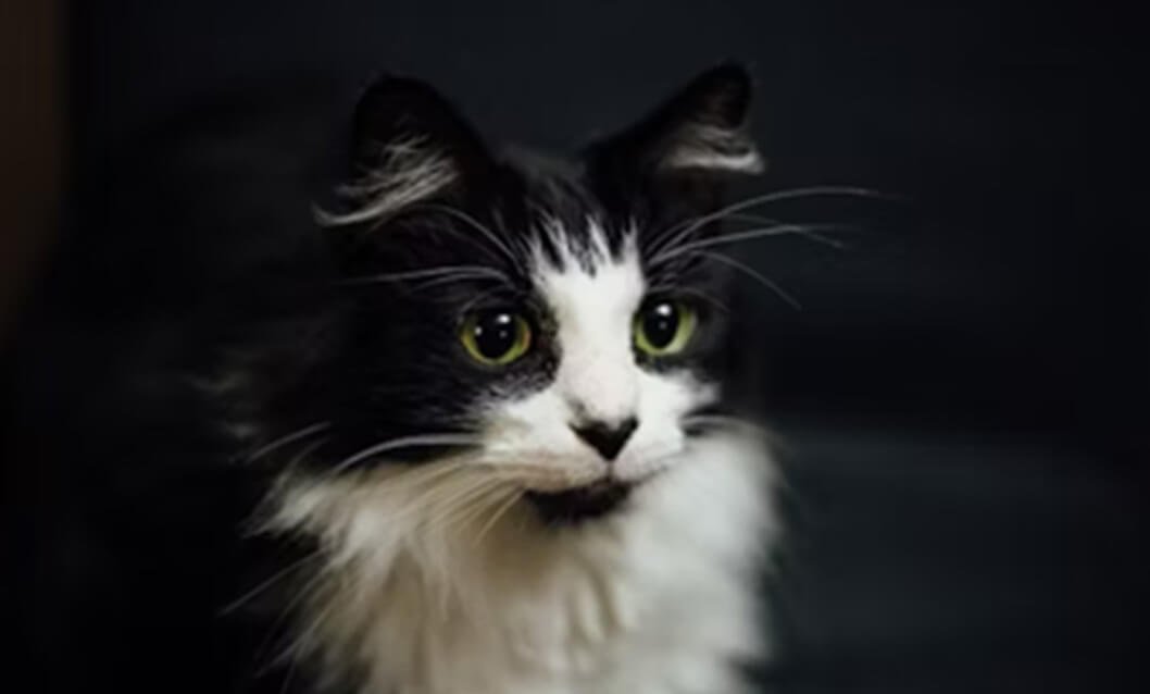 Guide to Cat Nutrition